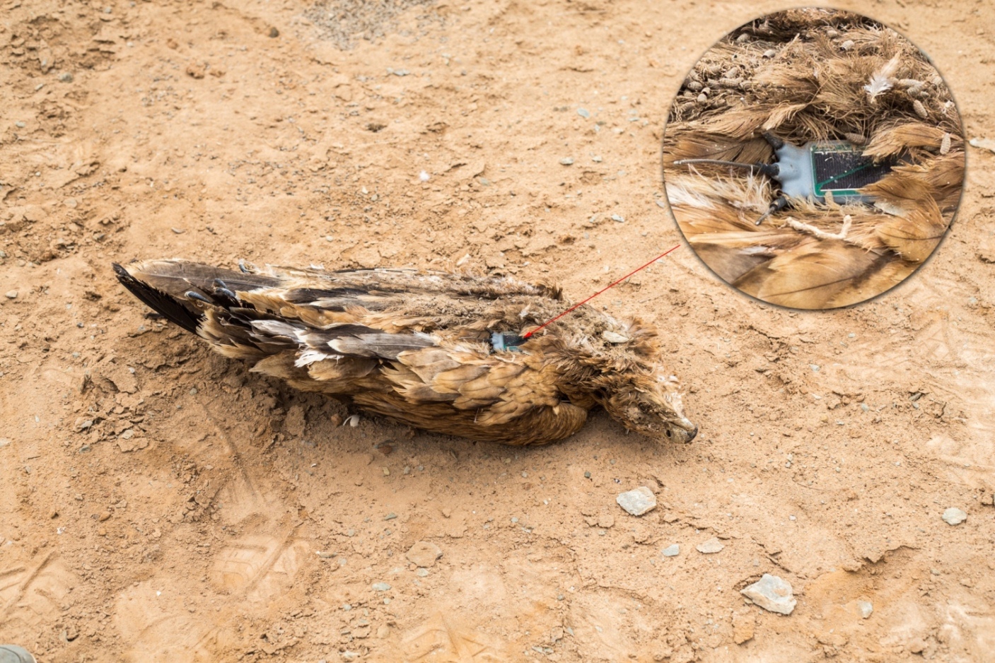 Cadavre de l’Aigle ibérique (Aquila adalberti) muni d’un émetteur satellitaire par EBD-CSIC, Guelmim, 22 octobre 2015 (Ali Irizi). C’est l’individu qui a démarré toutes ces découvertes.