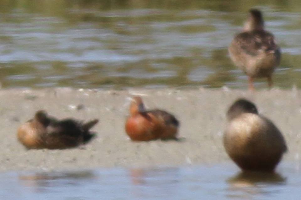 Cinnamon Teal (Anas cyanoptera - Sarcelle cannelle), Oualidia, Morocco, 8 Oct 2016 (Benoît Maire)