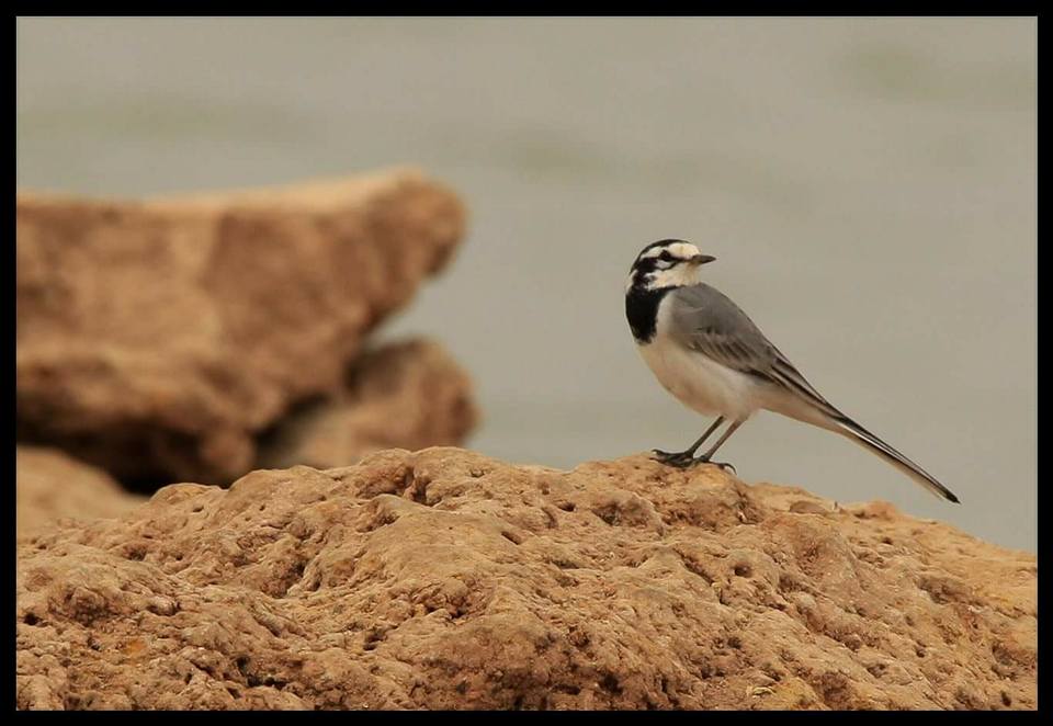 Moroccan Wagtail (Motacilla alba subpersonata), Béchar, western Algeria, September 2016 (Ali Mehadji)