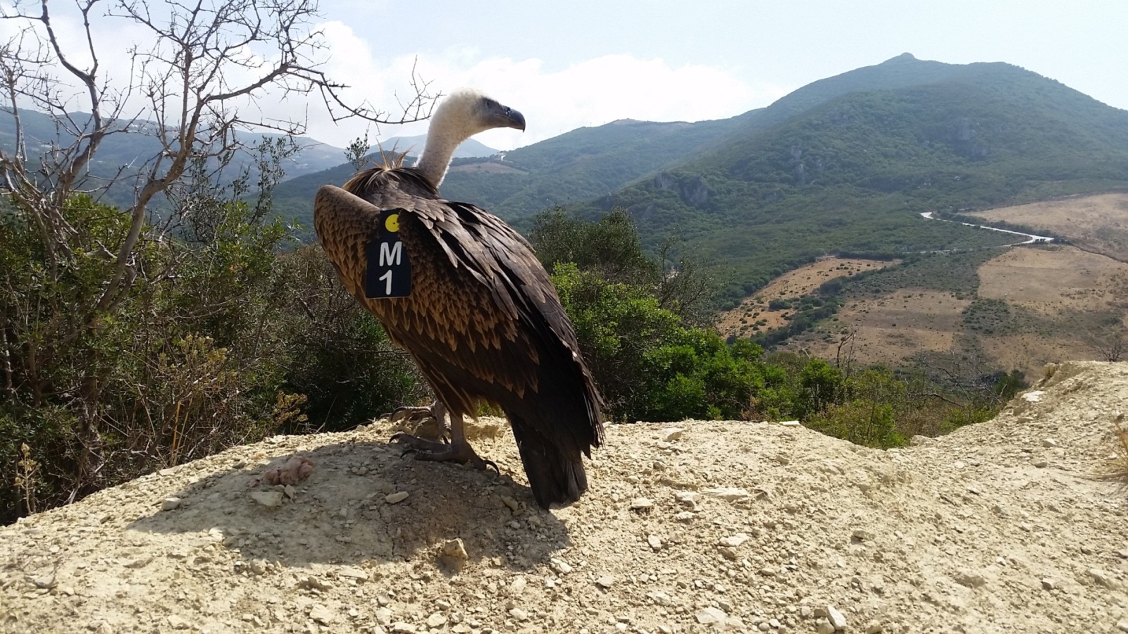 Rüppell's Vulture (Gyps rueppelli) wing-tagged and released at Jbel Moussa, northern Morocco (Sept 2016).