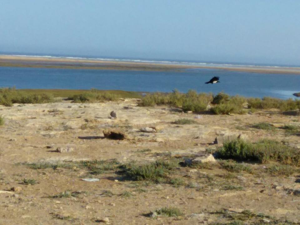 Pied Crow / Corbeau pie (Corvus albus), Khnifiss, southern Morocco, 23 Jan. 2017 (Leabid Ayach)