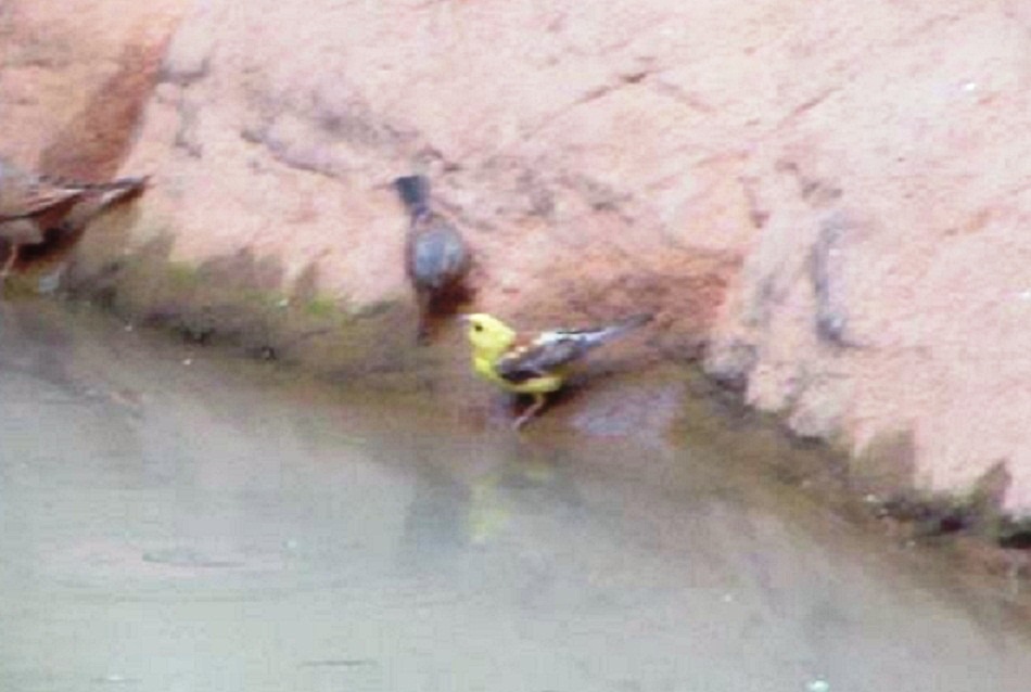 Sudan Golden Sparrow (Passer luteus) at Djanet, south-east Algeria, Jan. 2017 (Bilal Gueroui). 