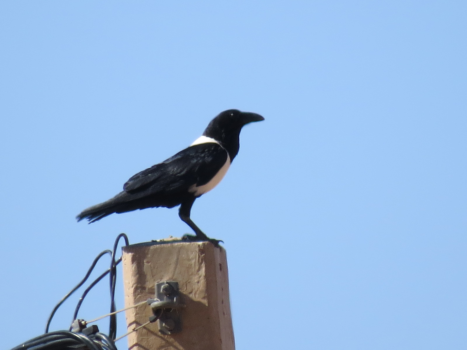 Pied Crow (Corvus albus), Mhamid, eastern Sahara, Morocco, 23 Feb. 2017 (Robert Swann)