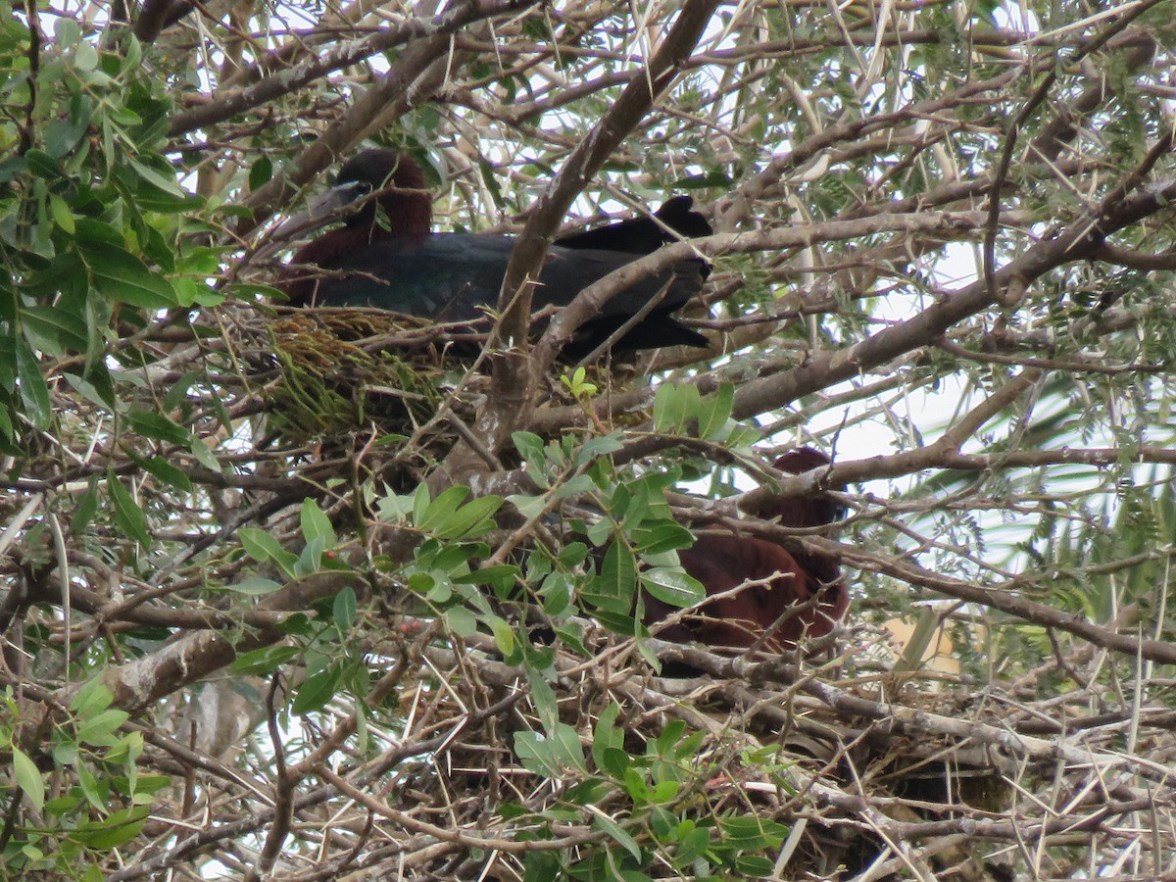 Occupied nests of Glossy Ibis / Ibis falcinelle (Plegadis falcinellus), marshes of Bou Regreg, Rabat, 31 Mar. 2017 (Pedro Fernandes).