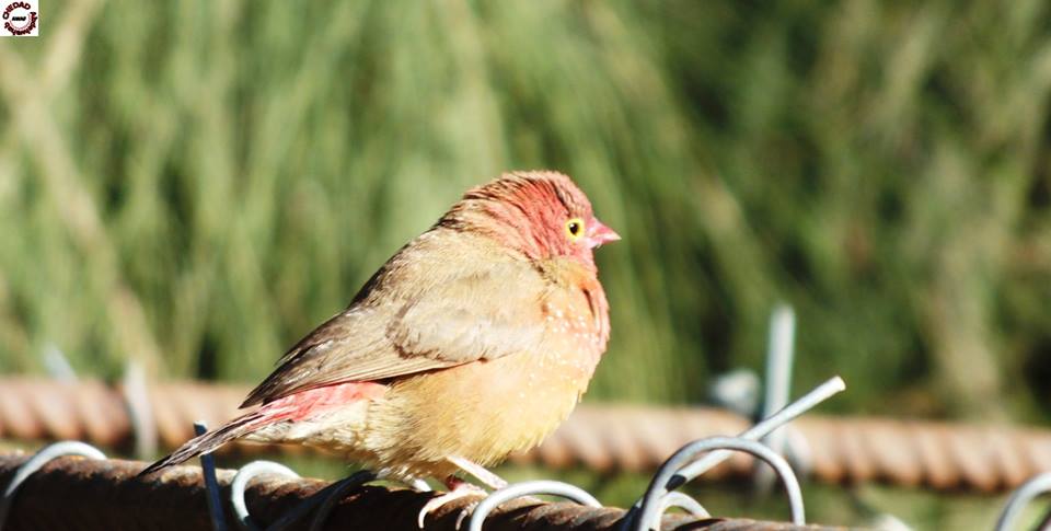 Red-billed Firefinch / Amarante du Sénégal (Lagonosticta senegala), Hassi el-Gara near El-Goléa wetland, Ghardaïa Province, Algeria, 18 Dec. 2016 (Abdelwahab Awaf Chedad)