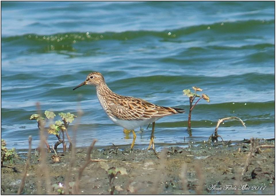 Pectoral Sandpiper / Bécasseau tacheté (Calidris melanotos), Constantine, Algeria, 1 May 2017 (Aissa Djamel Filali)