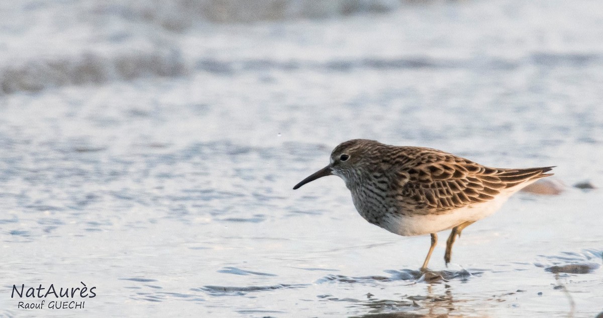 Pectoral Sandpiper / Bécasseau tacheté (Calidris melanotos), Barrage Timgad, Batna, Algeria, 1 May 2017 (Raouf Guechi)