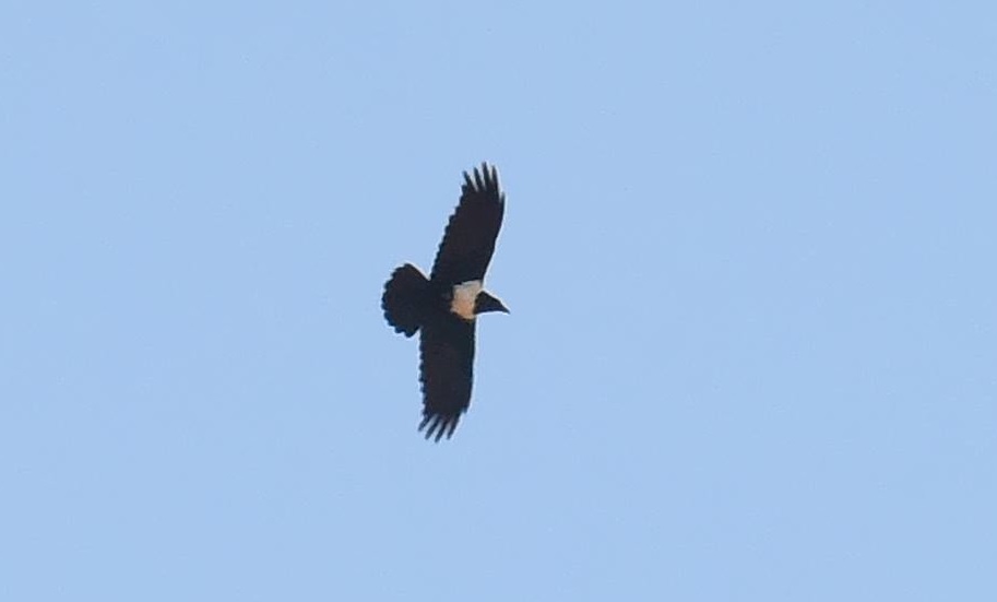 Pied Crow / Corbeau pie (Corvus albus), Oum Azza, near Rabat, 1 May 2017 (Petteri Lehikoinen)