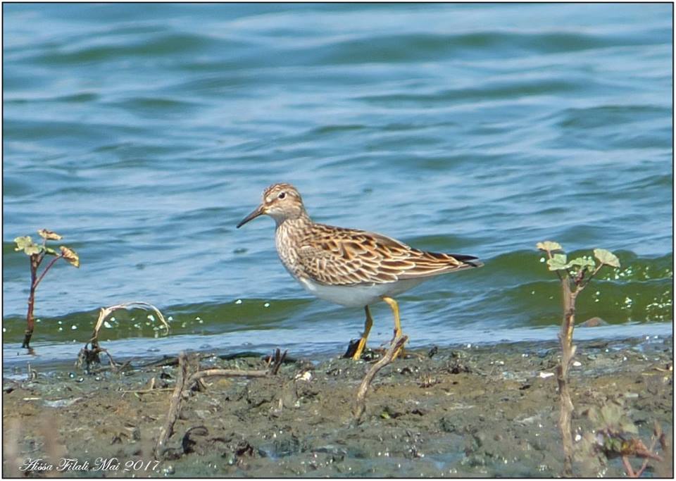 Pectoral Sandpiper / Bécasseau tacheté (Calidris melanotos), Constantine, Algeria, 1 May 2017 (Aissa Djamel Filali)