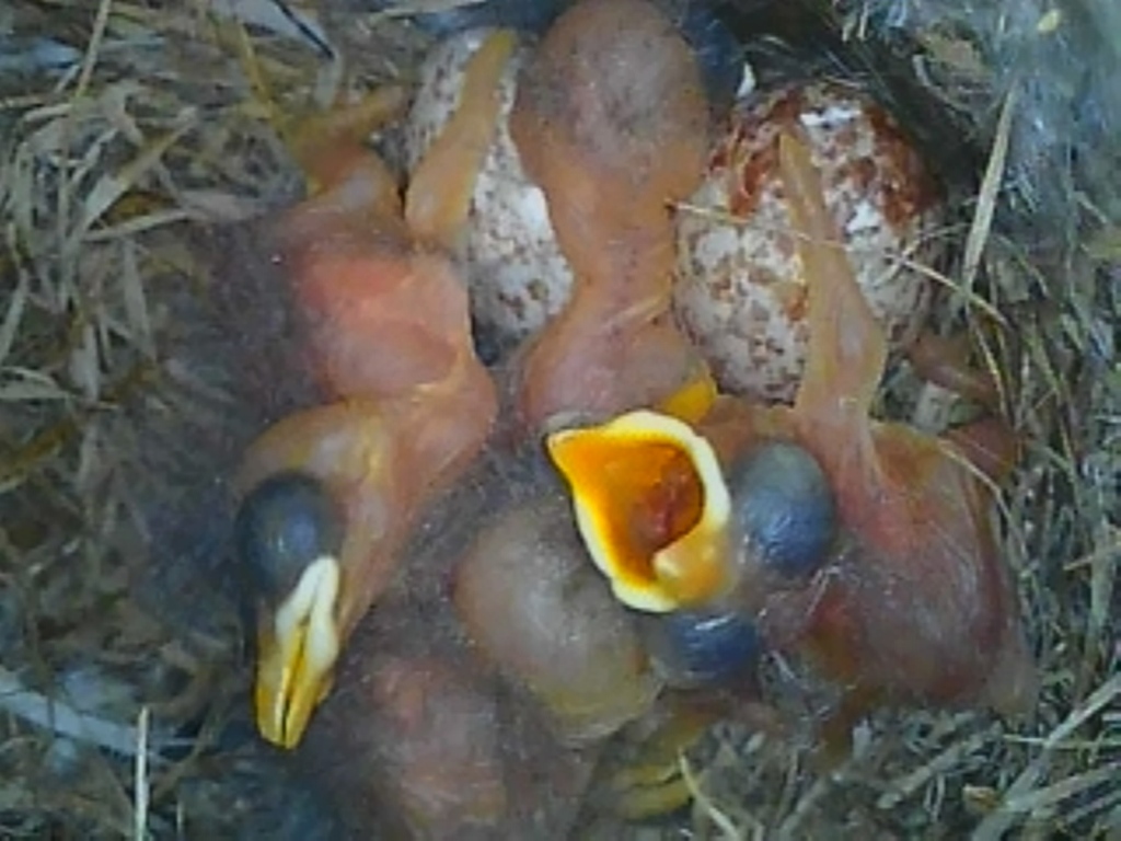 Poussins de la Sittelle kabyle / Algerian Nuthatch chicks (obtenue par une caméra endoscopique)