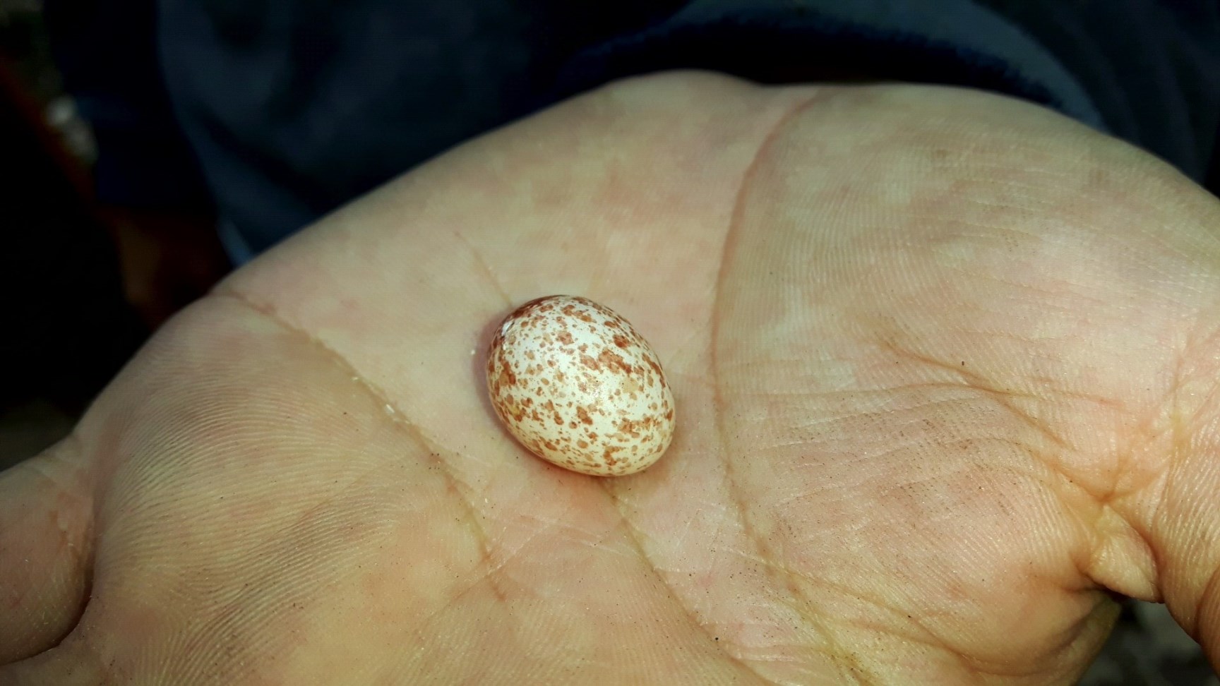 Œuf de la Sittelle kabyle / Algerian Nuthatch egg (infertile)