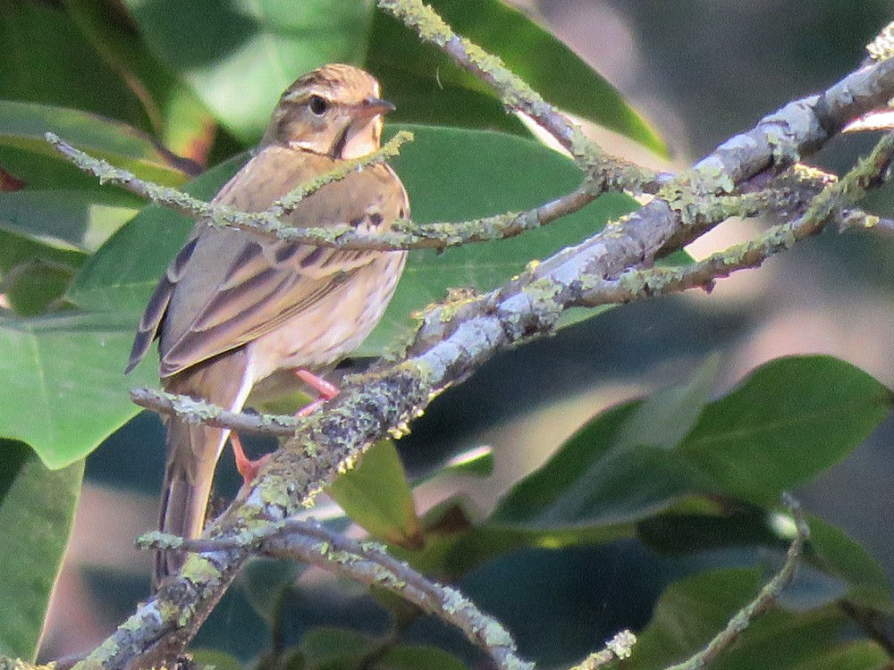 Olive-backed Pipit (Anthus hodgsoni), Jardin d'Essais Botanique, Rabat, 5 Nov. 2017 (Pedro Fernandes.