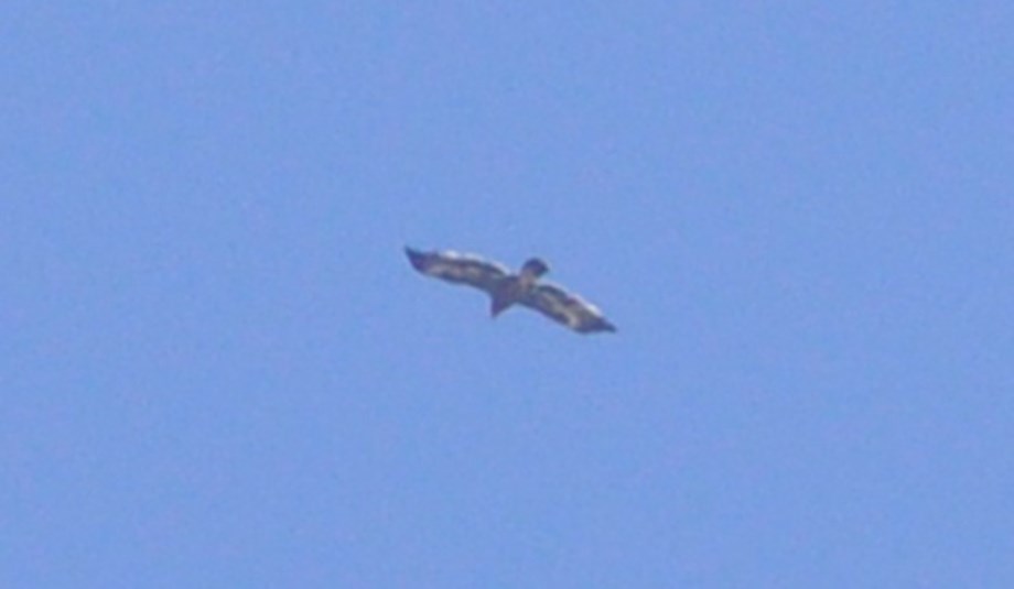 Steppe Eagle (Aquila nipalensis), Jbel Moussa, 18 May 2017 (Rachid El Khamlichi)