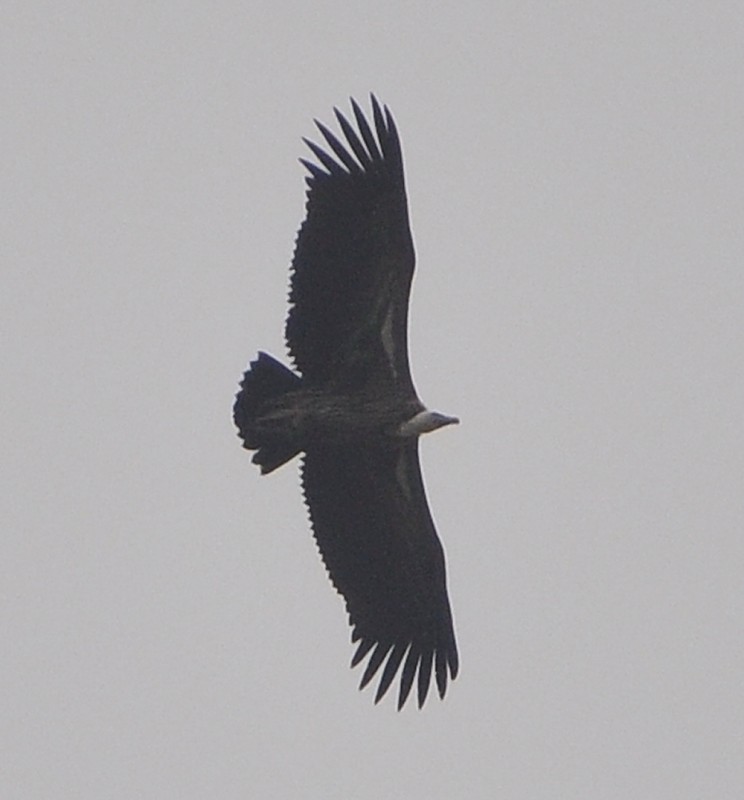 White-backed Vulture / Vautour africain (Gyps africanus), Jbel Moussa, July 2017