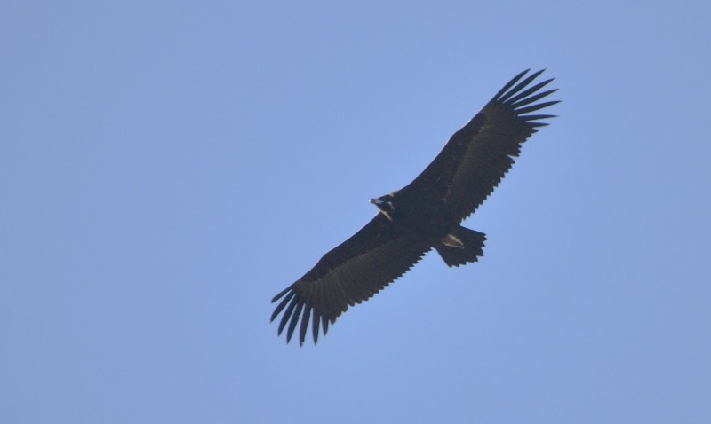 Cinereous Vulture / Vautour moine (Aegypius monachus), near Tanger-Med Port, 10 Nov. 2017 (Rachid El Khamlichi).