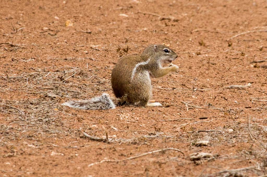 Adult striped ground squirrel photographed at Tadouarte Ida Ou Mhand, near Biougra (Cătălin Stanciu)