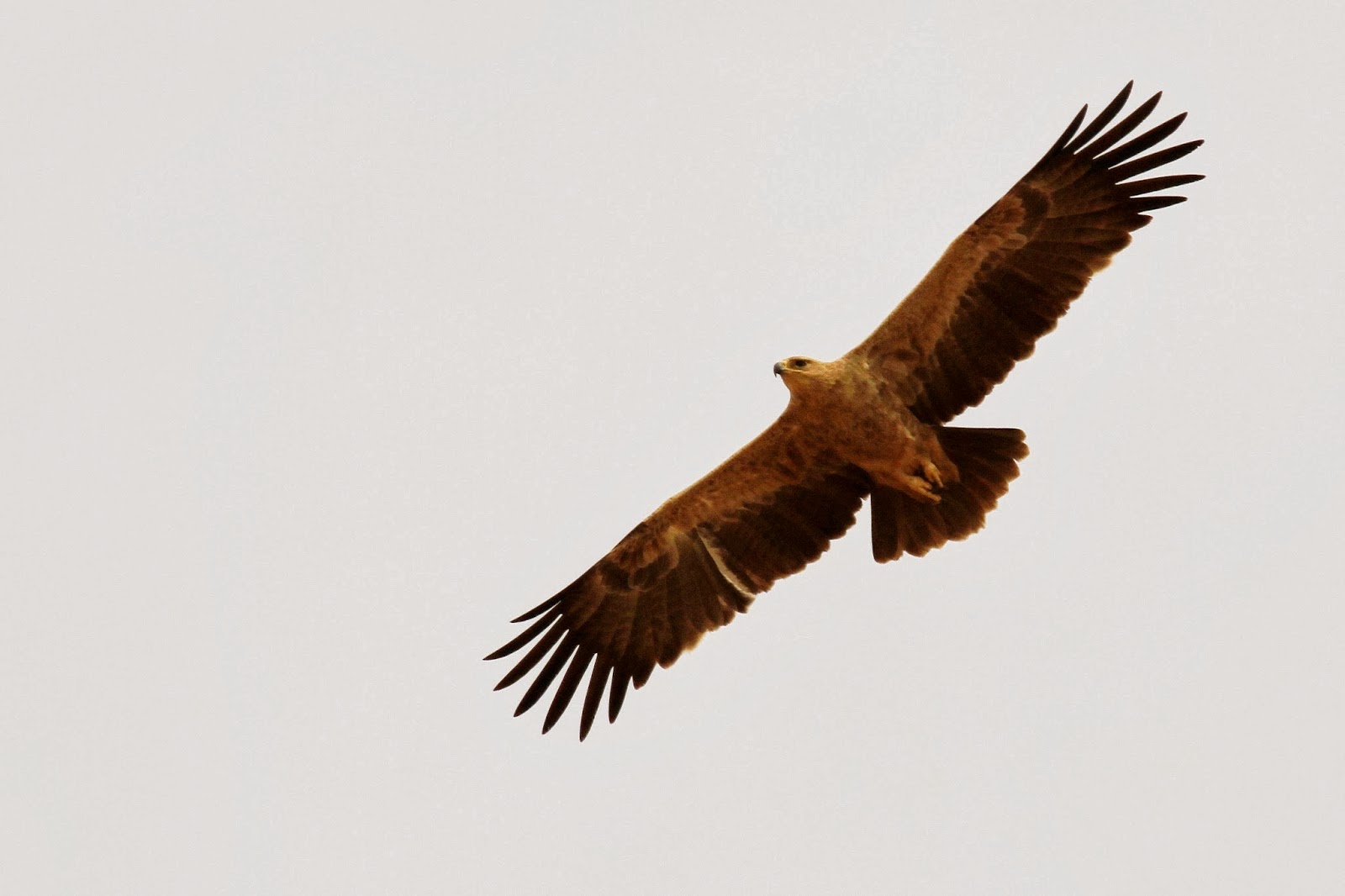 Tawny Eagle (Aquila rapax), northern Senegal, 26 Jan. 2014 (Frédéric Bacuez/Ornithondar).