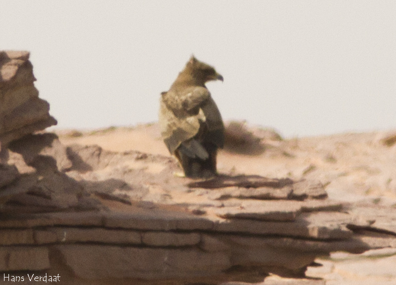 Wahlberg's Eagle (Hieraaetus wahlbergi), Cap Blanc peninsula, Mauritania, 23 Sep. 2014 (Hans Verdaat).