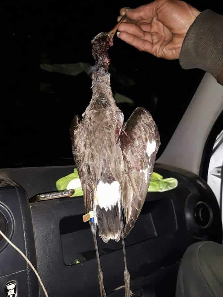 Black-tailed Godwit / Barge à queue noire (Limosa limosa) hunted in Morocco // طائر بقويقة سوداء الذيل تم اصطياده في المغرب