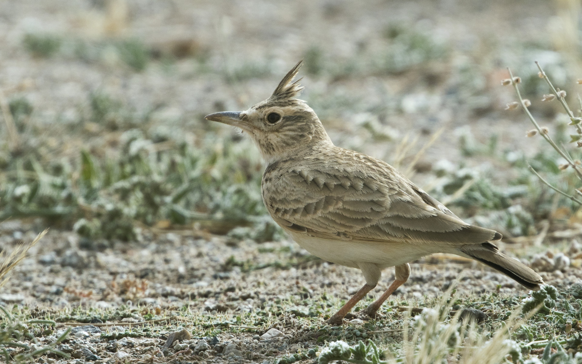 ‘Long-billed’ Crested Lark, probably belonging to the senegallensis group of Galerida cristata, Aousserd, western Sahara, Morocco, 21 Jan. 2018 (Lars Petersson).