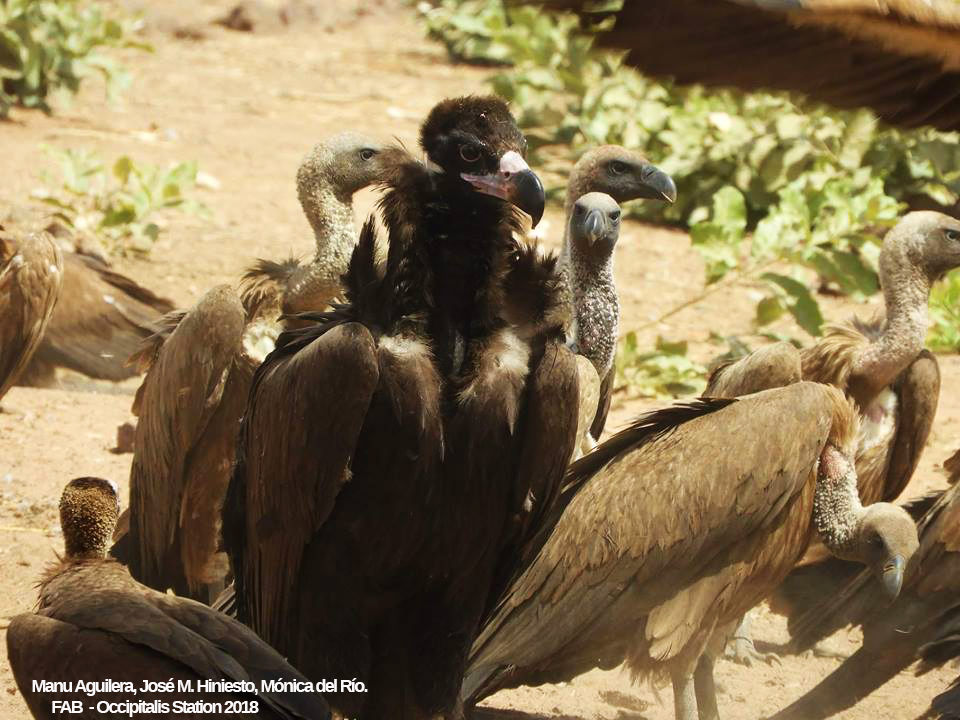 Cinereous Vulture (Aegypius monachus), Occipitalis Station, Saruja, The Gambia, 24 Feb. 2018 (Fondo de Amigos del Buitre).