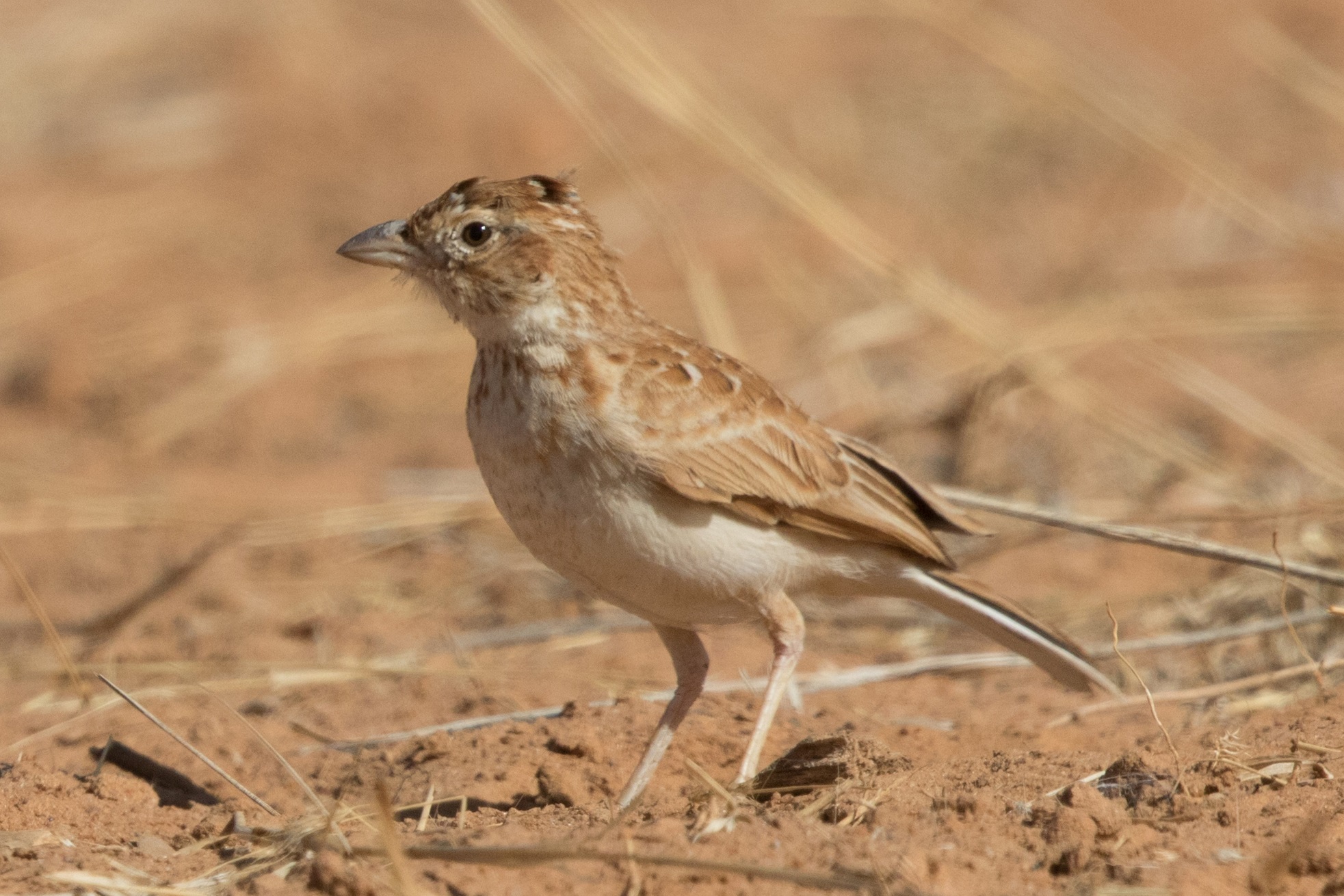 Kordofan Lark / Alouette du Kordofan (Mirafra cordofanica), Richard Toll, northern Senegal, 01/03/2018 (Jan Heip)