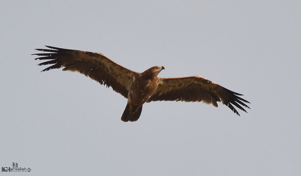 Tawny Eagle / Aigle ravisseur (Aquila rapax), north-east Algeria, 17 July 2018 (Mourad Harzallah).