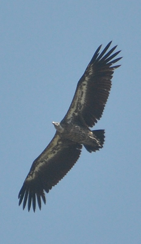 Rüppell's Vulture (Gyps rueppelli), east of Tanger-Med Port, Strait of Gibraltar, Morocco, 22 May 2018 (R. El Khamlichi).
