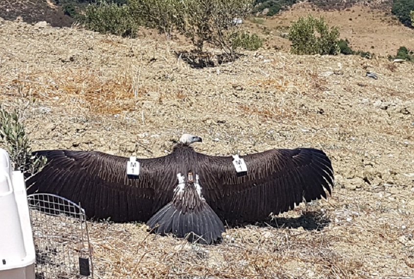 Rüppell's Vulture / Vautour de Rüppell (Gyps rueppelli): 'M1', Jbel Moussa region, 17 Aug. 2018 (Rachid El Khamlichi).