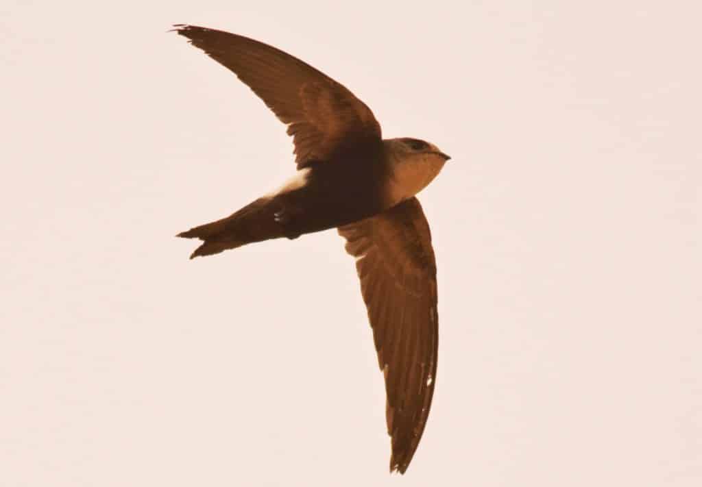Horus Swift / Martinet horus (Apus horus), Doué river, northern Senegal, 12 Feb. 2018 (Frédéric Bacuez).