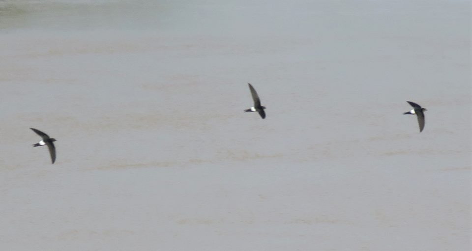 Horus Swifts / Martinets horus (Apus horus), Doué river, northern Senegal, 5 Oct. 2018 (Bram Piot).