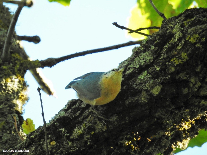 Algerian Nuthatch / Sittelle Kabyle (Sitta ledanti), Djimla Forest, Algeria, 7 Oct. 2018 (Karim Haddad).