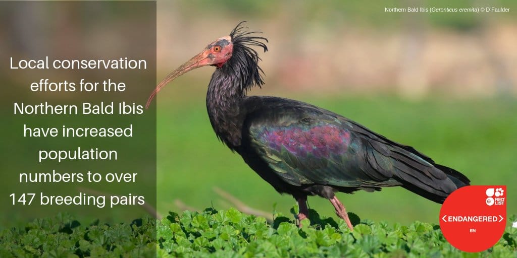 Local conservation efforts for the Northern Bald Ibis have increased population number to over 147 breeding pairs in Morocco (photo by D. Faulder).