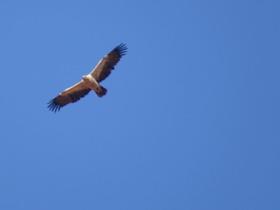 Tawny Eagle / Aigle ravisseur (Aquila rapax), north-west Algeria (Mayssara El Bouhissi)