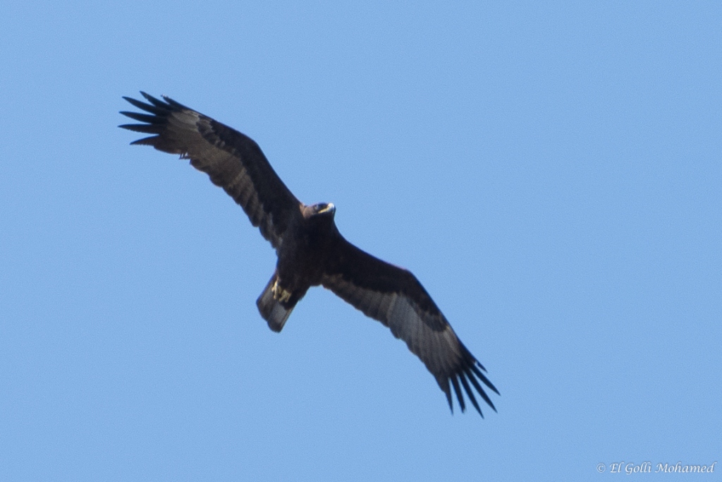 Wahlberg’s Eagle / Aigle de Wahlberg (Hieraaetus wahlbergi), El Haouaria, northern Tunisia, 23 April 2018 (Mohamed El Golli).