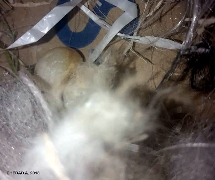 Nest of the White-crowned Wheatear built in a staircase of an inhabited house, Ghardaïa Province, Algeria (Abdelwahab Chedad).