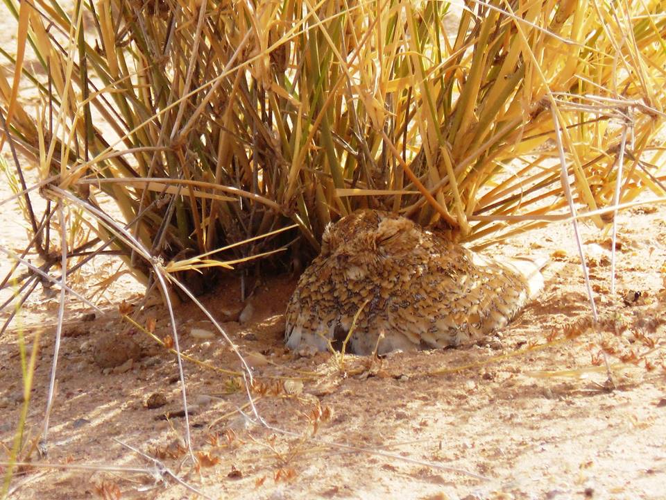 Golden Nightjar / Engoulevent doré (Caprimulgus eximius) protecting its two young, Aousserd, Western Sahara, southern Morocco, 18 March 2019.