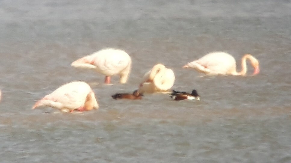 Presumed ‘Cinnamon Teal x Northern Shoveler hybrid’, Merzouga Lake, Morocco, 3 March 2019 (Frieder Klöpfer and Laura Lüdtke).