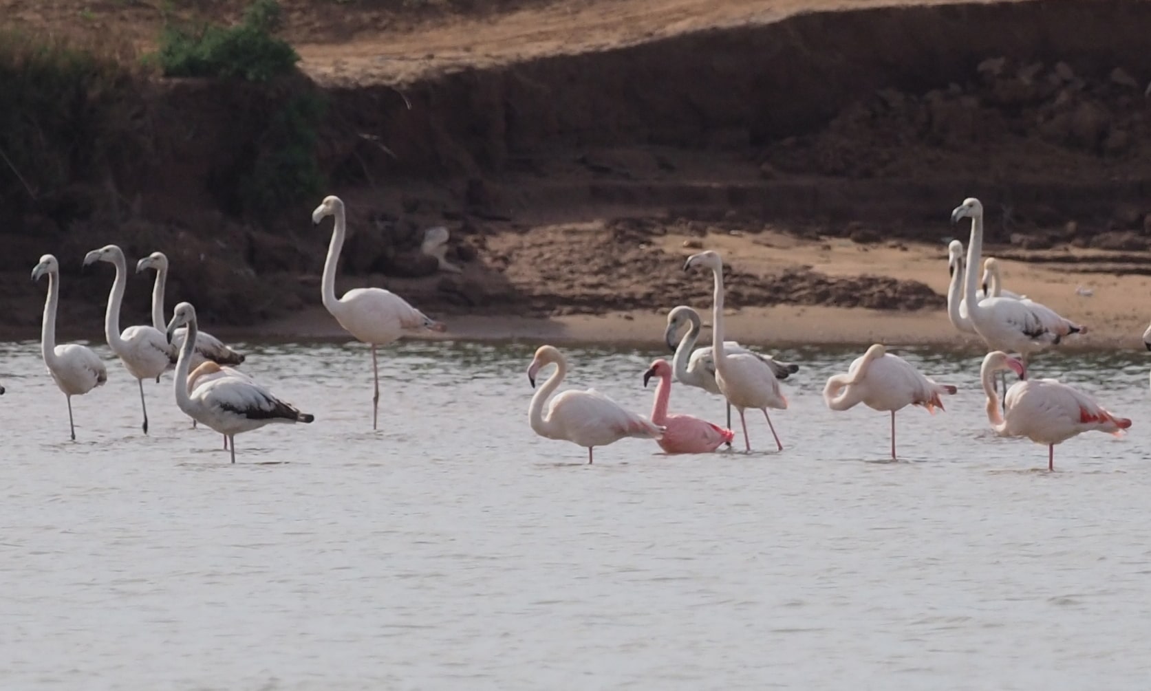 Lesser Flamingo / Flamant nain (Phoeniconaias minor), estuary of Oued Souss, Morocco, 1 Jan. 2019 (S. Werner).
