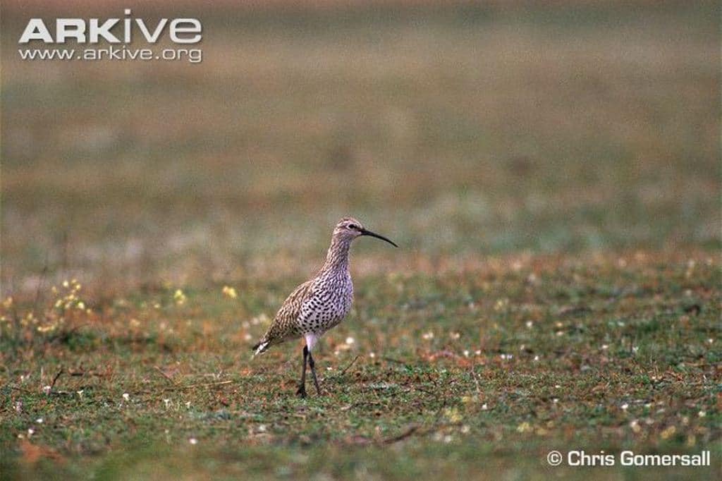 Slender-billed Curlew (Numenius tenuirostris), Merja Zerga, Morocco, winter 1995 (Chris Gomersall)