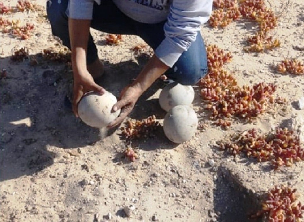 North African Ostrich eggs found near Bir Anzarane, Oued Dahab region, southern Morocco