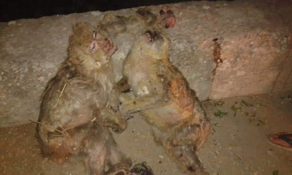 Barbary macaques perished in Kabylie wildfires (northern Algeria)