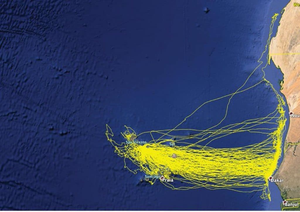 Foraging patterns of Cape Verde Shearwaters from Raso islet since 2013. Note that one bird went as far north as Dakhla during a feeding trip (Map shared by Vitor Paiva).