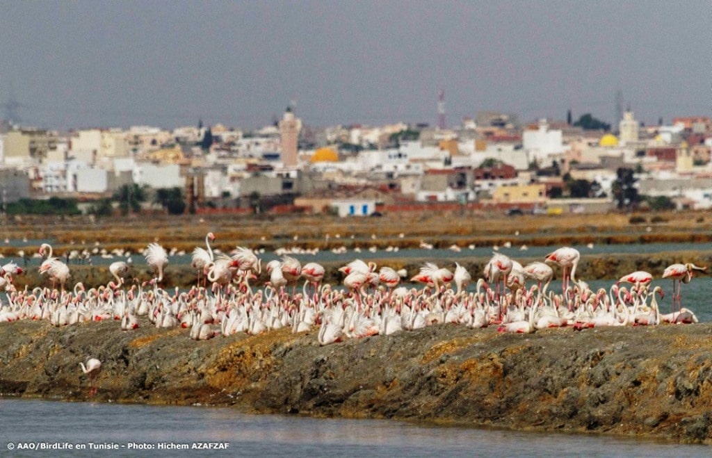 Greater Flamingo breeding colony at Sahline saltpans, near Monastir, Tunisia, July 2019 (Hichem Azafzaf / Association « Les Amis des Oiseaux » (AAO/BirdLife in Tunisia)