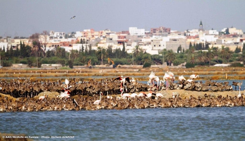 Greater Flamingo breeding colony at Sahline saltpans, near Monastir, Tunisia, July 2019 (Hichem Azafzaf / Association « Les Amis des Oiseaux » (AAO/BirdLife in Tunisia)