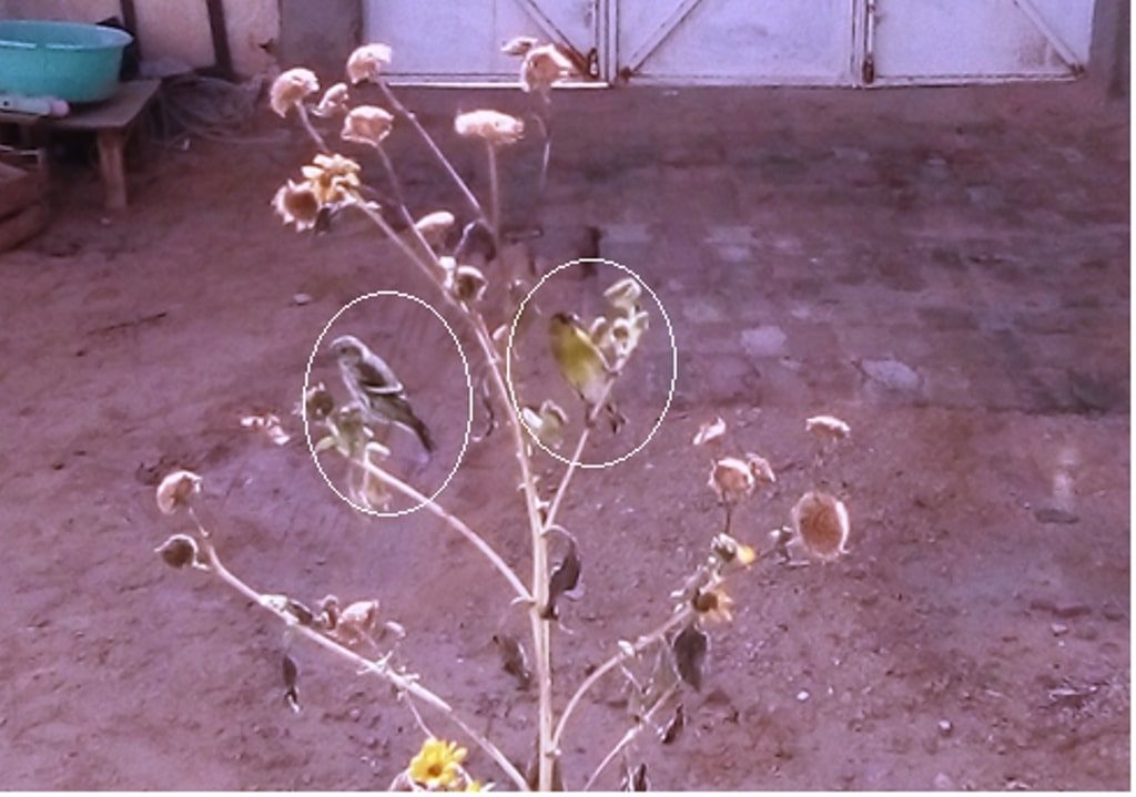 Tarin des aulnes s’alimentant de graines de tournesol à Ouargla, dans le Sahara algérien / Eurasian Siskins feeding on sunflower seeds at Ouargla, Algerian Sahara