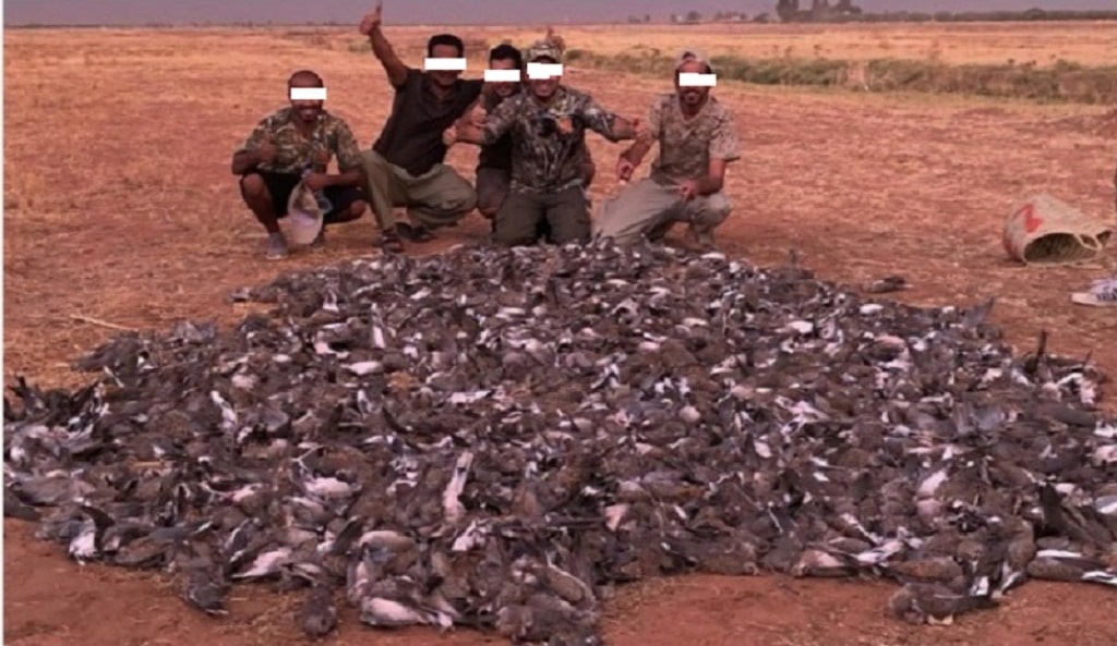 Turtle Dove slaughter in Marrakech region by foreign hunters. Those same hunters appeared in the video and other photos not shown here.