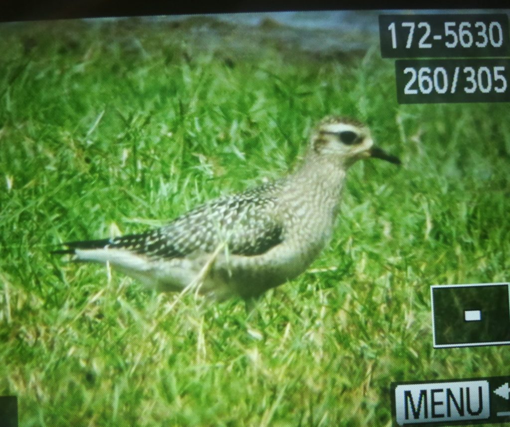 American Golden Plover / Pluvier bronzé (Pluvialis dominica), Dayet Dar Bouazza, Morocco, 30 Sep. 2019 (Shaun Robson).