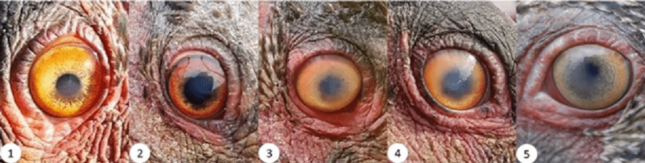 Unilateral corneal opacity with varying degrees of intensity, from slight opacity till loss of eye light.