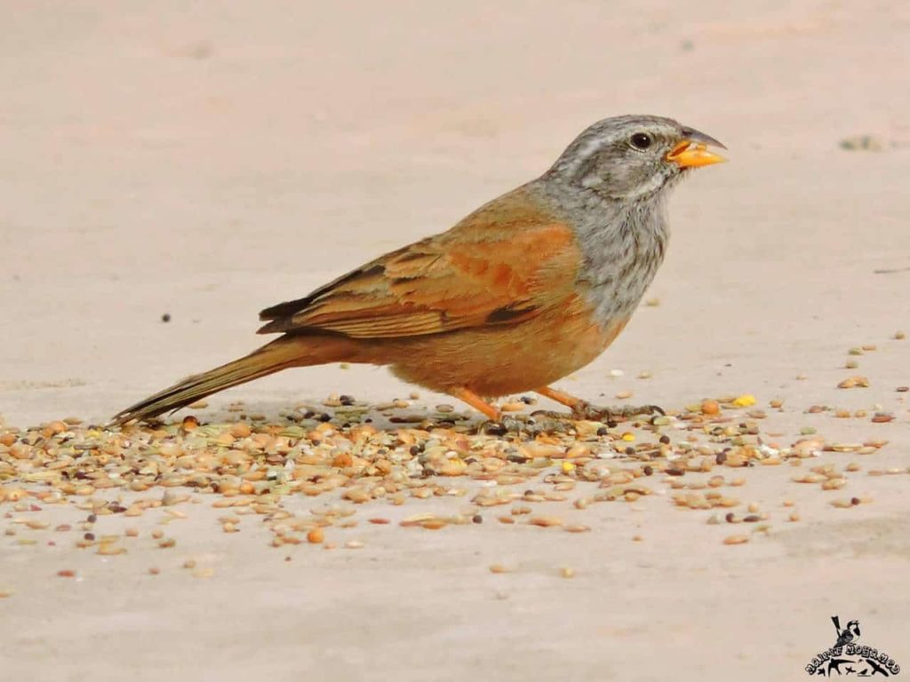 House Bunting (Emberiza sahari), Tissemsilt, northern Algeria (Mohamed Maïrif).